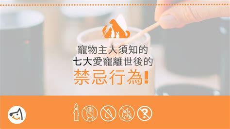 貓咪過世禁忌|寵物主人須知的愛寵離世後七大禁忌行為 